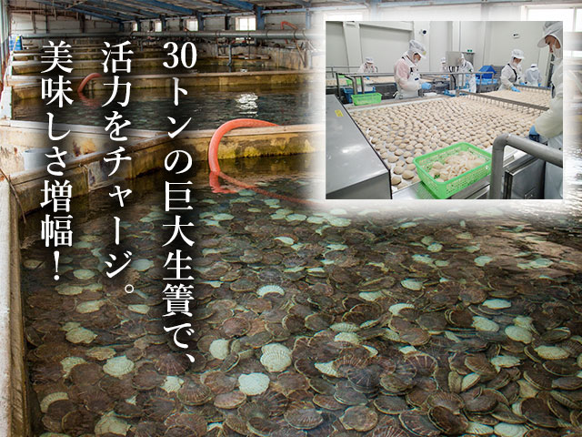 30t生簀と瞬間凍結。極上の鮮度を、そのままに。