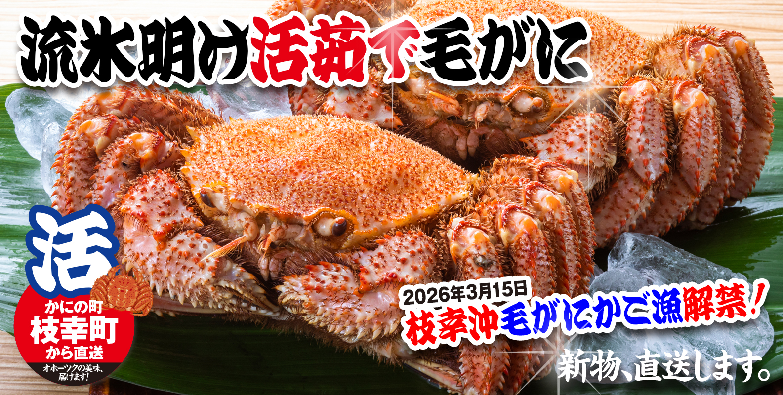 北海道枝幸産「流氷明け毛がに」の新物です。水揚げ日本一の町から、身入り・ミソ共に最高の旬の味を浜茹で