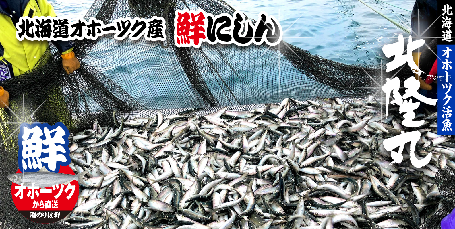 オホーツク産の獲れたてにしんを、自社製造の「パーシャル窒素氷」に詰めて微凍結状態で輸送します。