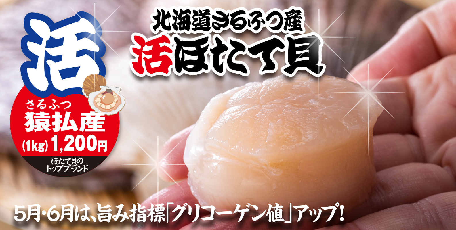 北海道猿払（さるふつ）産「活ほたて貝」は5月6月にグリコーゲン値が高まり、旨みが増します。