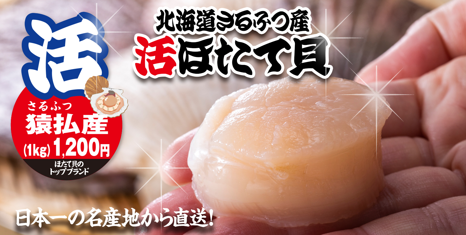 北海道猿払（さるふつ）産「活ほたて貝」は夏場に貝柱が成長してグリコーゲン値が高まり旨みが増します。