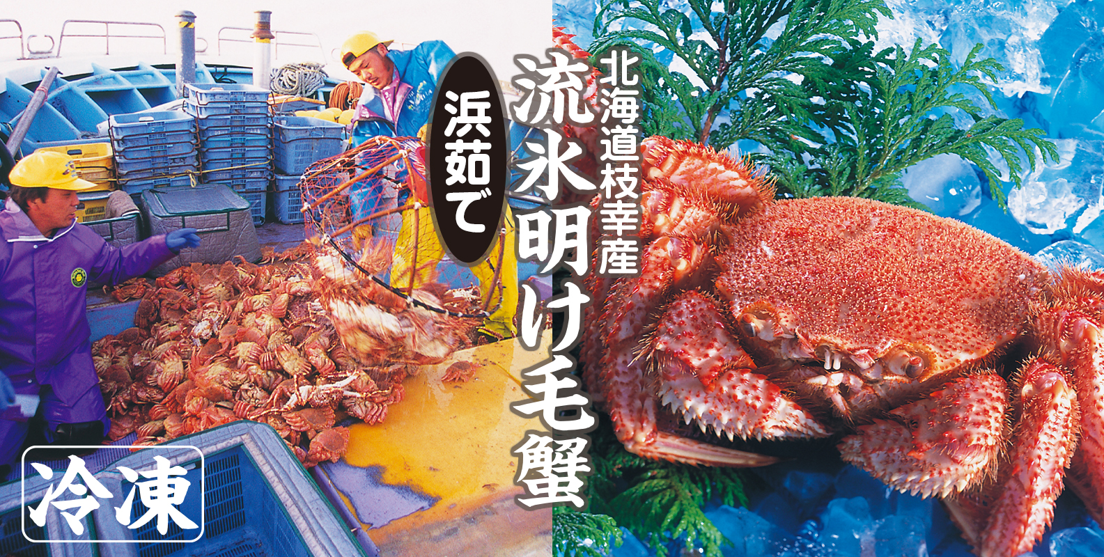 流氷明け毛がに（冷凍）｜北海道枝幸産｜オホーツク活魚 | オホーツク
