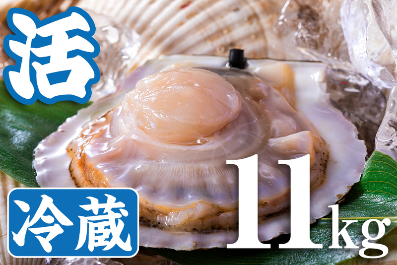 活ほたて貝（砂抜き）｜12kg｜さるふつ産｜冷蔵｜オホーツク活魚