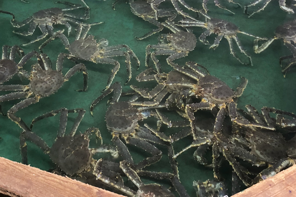 希少｜数量限定｜北海道枝幸産｜流氷明け｜浜茹でたらばがに｜2.5kg