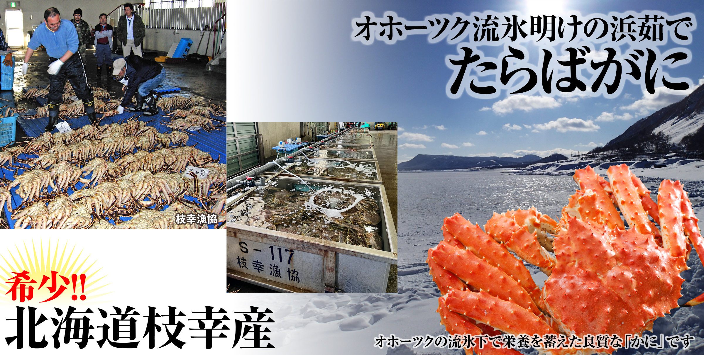 希少｜数量限定｜北海道枝幸産｜流氷明け｜浜茹でたらばがに｜4.0kg