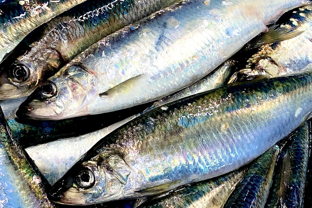 にしん 北隆丸｜〆にしん｜半身（2枚入り）｜北海道オホーツク産 | オホーツク