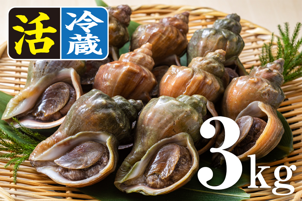 北海道オホーツク産「活」青つぶ貝3kg／冷蔵｜オホーツク活魚