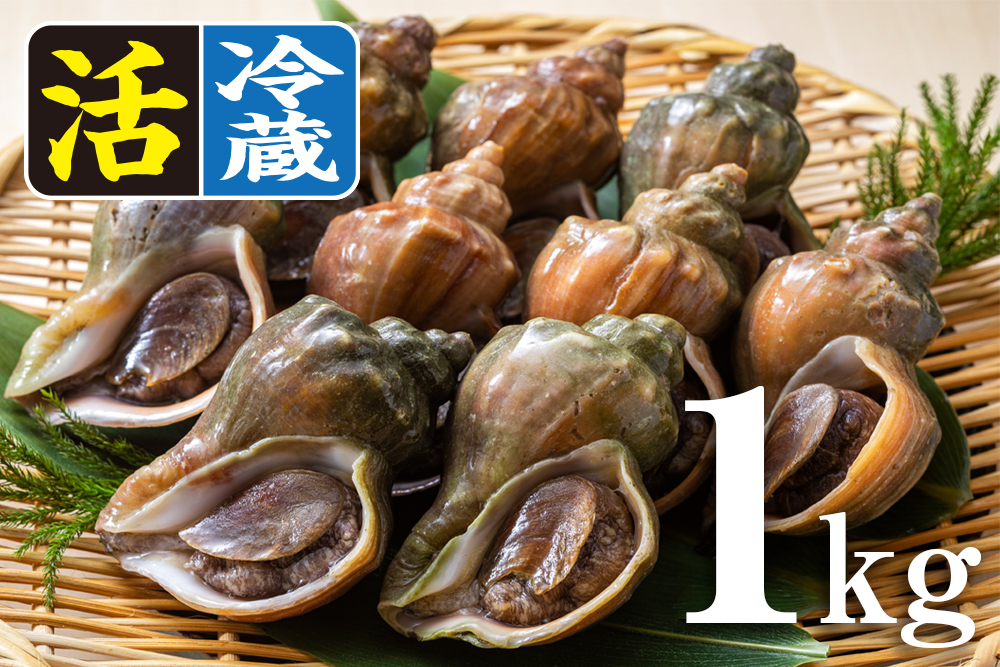 北海道オホーツク産「活」青つぶ貝1kg／冷蔵｜オホーツク活魚