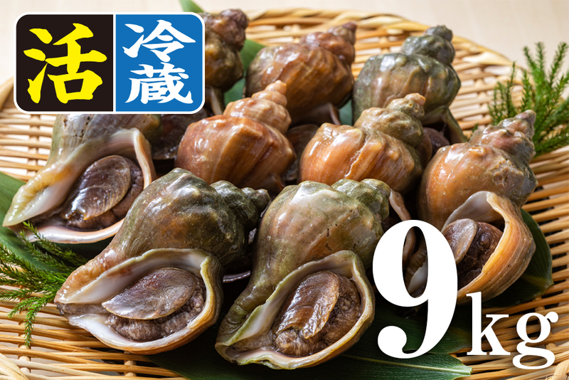 貝　オウム貝　3つ 活〉青つぶ貝・ボイル冷凍｜オホーツク産 | オホーツク活魚ネット