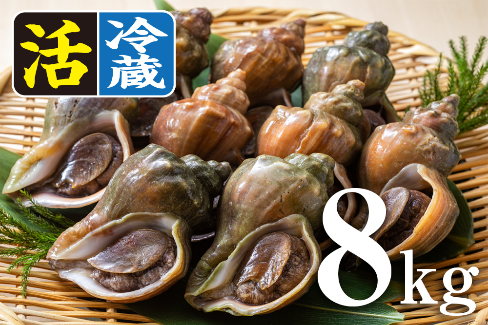 商品紹介_活青つぶ