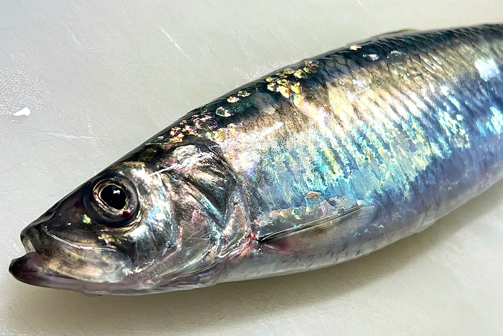 北隆丸｜〆にしん｜半身（2枚入り）｜北海道オホーツク産 | オホーツク