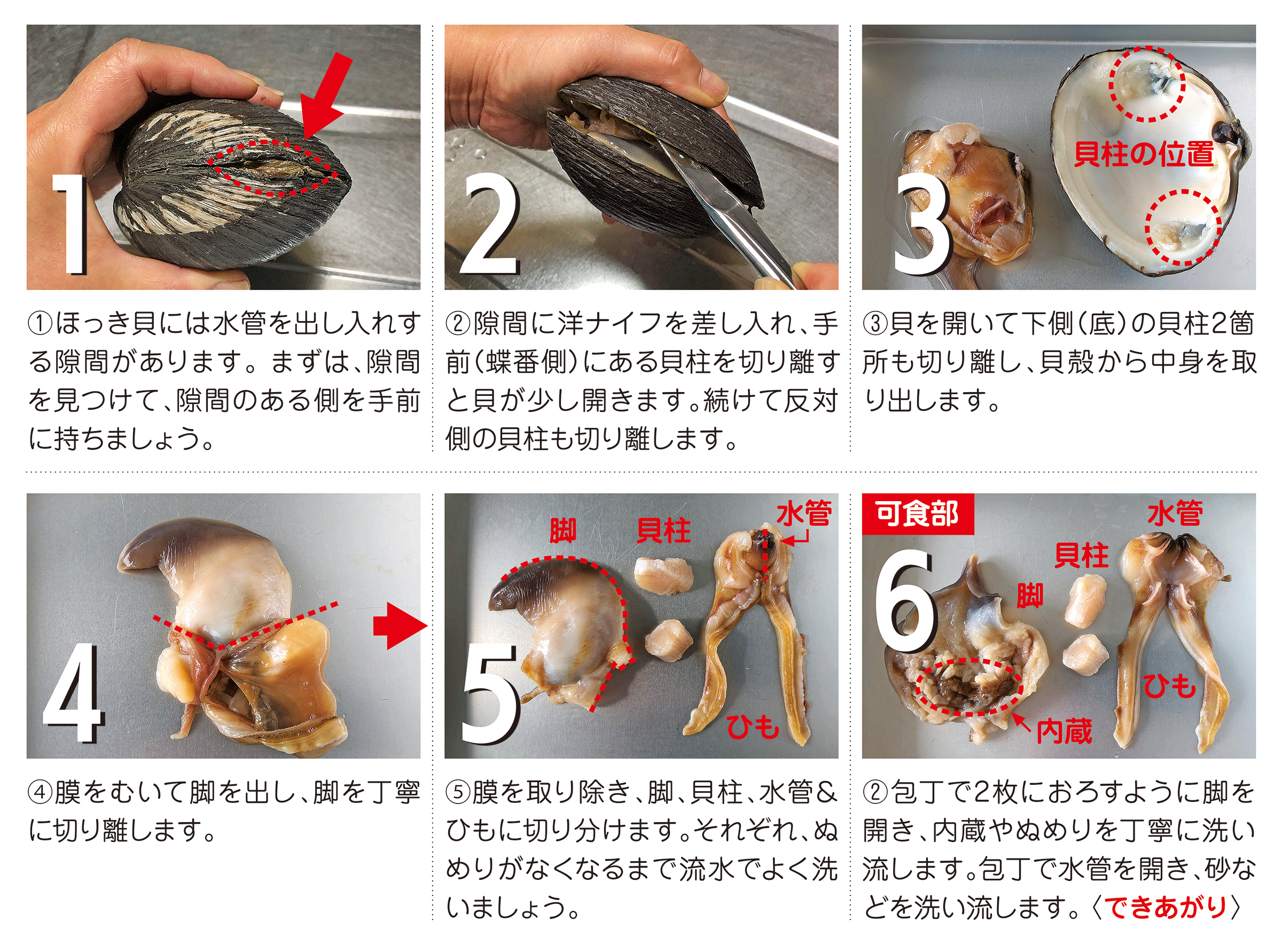 二枚貝の貝殻(ホッキ貝)約10cm