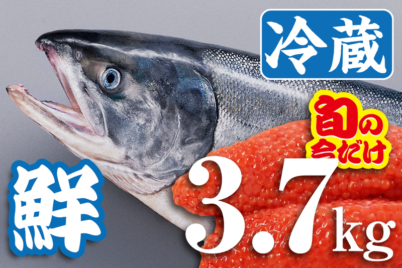 【 漁師直送 】今が旬！秋鮭生筋子3kg詰め 漁師直送 】今が旬！秋鮭生筋子3kg詰め