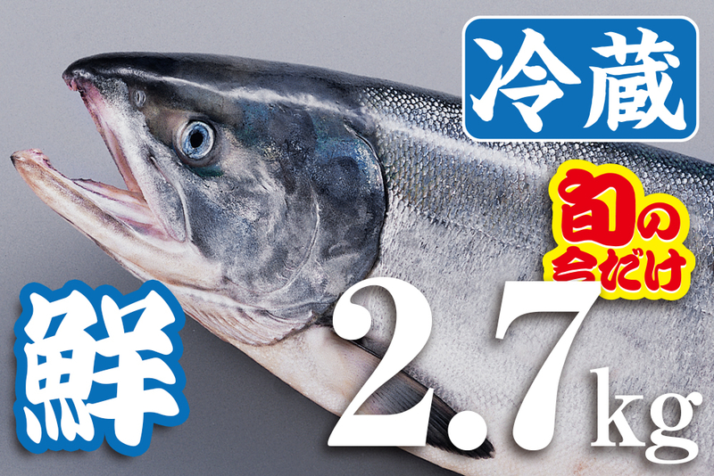 【 漁師直送 】今が旬！秋鮭生筋子3kg詰め 予約】 北海道産 生秋鮭 3.5kg (メス 筋子付き/冷蔵品) 限定 旬