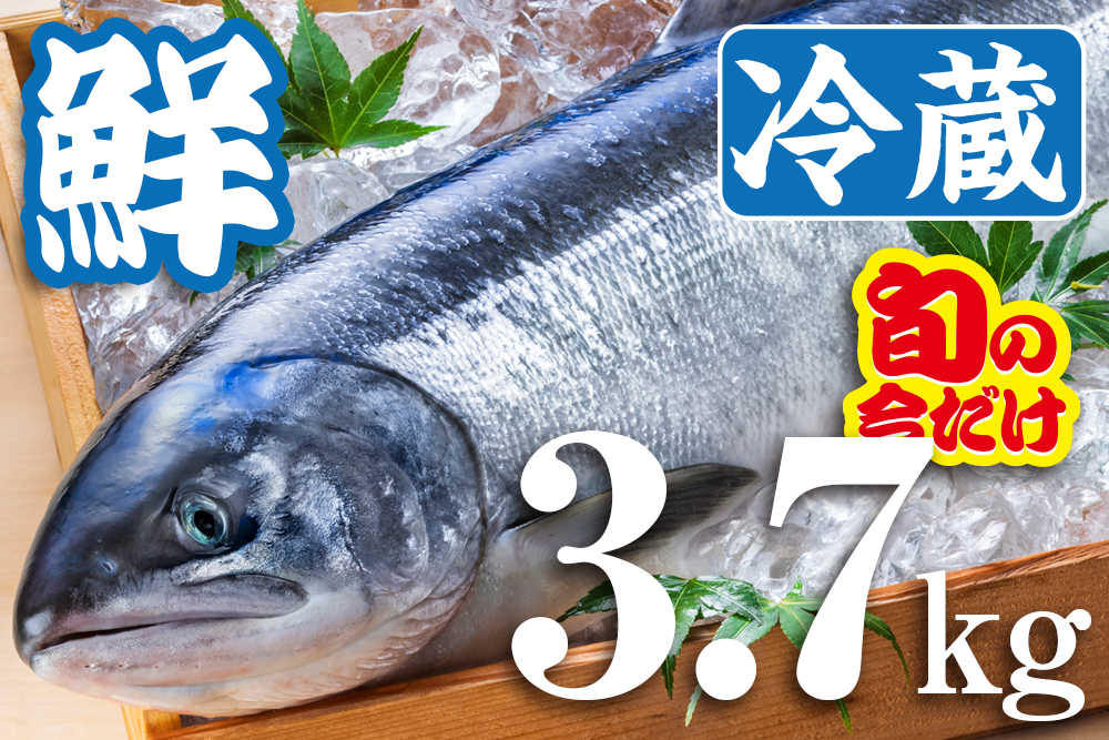 MEL認証】新物「北隆丸」鮮めじか鮭（三ツ星／オス姿1本・筋子入り