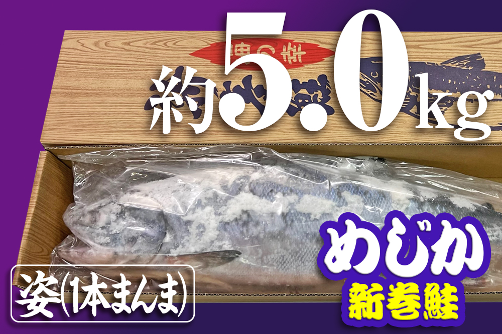 めじか新巻鮭（姿）｜約5.0kg×1｜オホーツク産｜オホーツク活魚