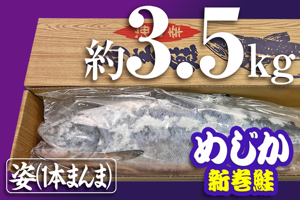 めじか新巻鮭（姿）｜約3.5kg×1｜オホーツク産｜オホーツク活魚