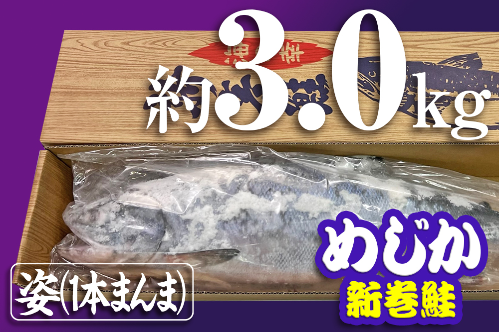 めじか新巻鮭（姿）｜約3.0kg×1｜オホーツク産｜オホーツク活魚