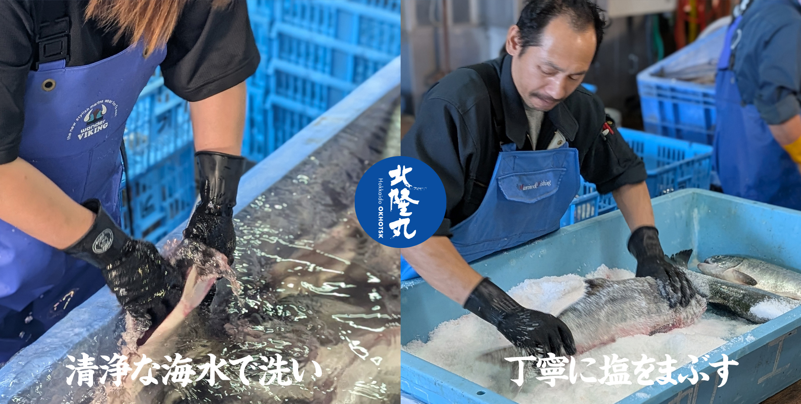 北海道オホーツク産「北隆丸」銀毛鮭（姿）約2.5kg／冷凍 | オホーツク