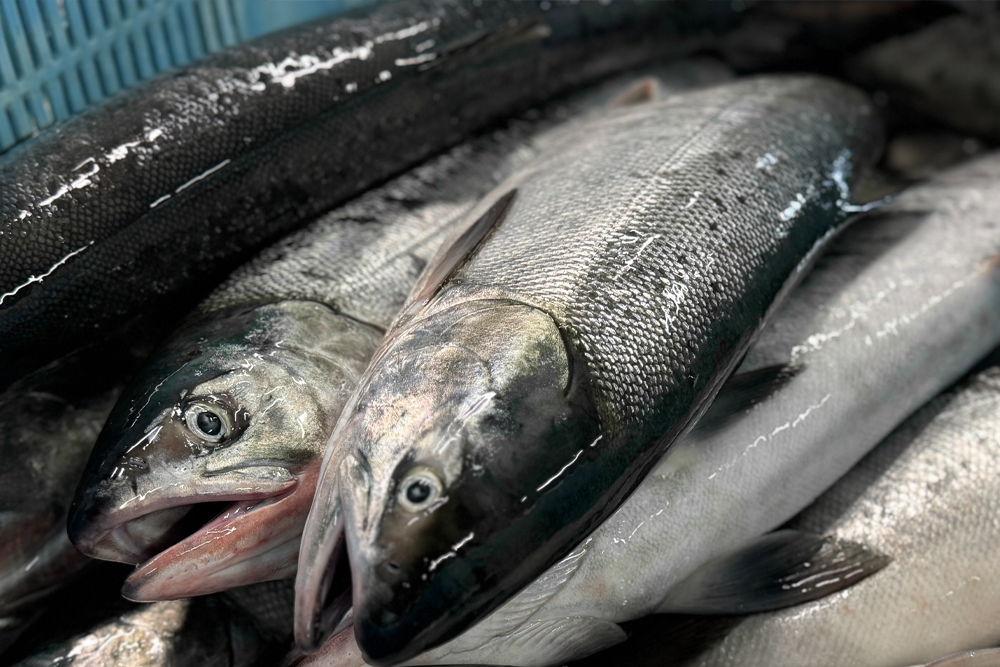 北海道オホーツク産「北隆丸」銀毛鮭（姿）約2.5kg／冷凍 | オホーツク