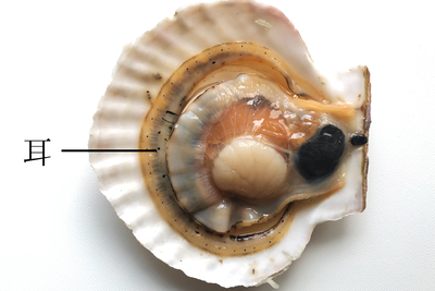 帆立の味付ミミちゃん60g／冷凍 | オホーツク活魚ネット