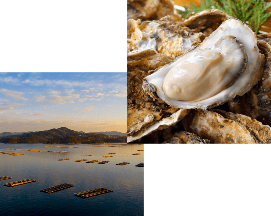 ひなせの海と牡蠣