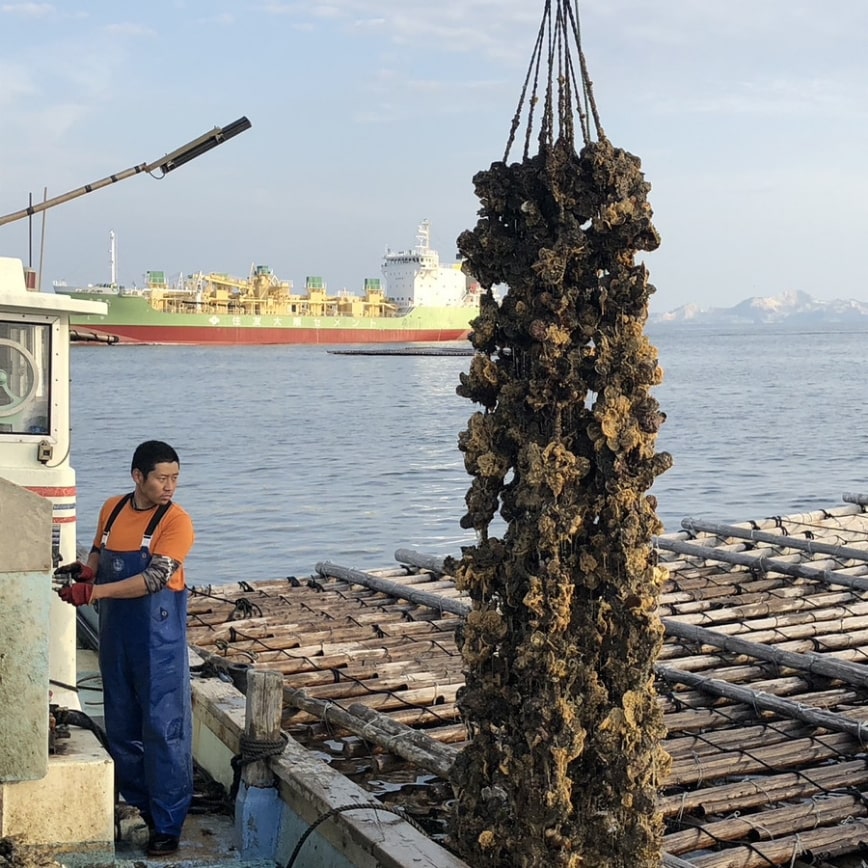 牡蠣の水揚げ