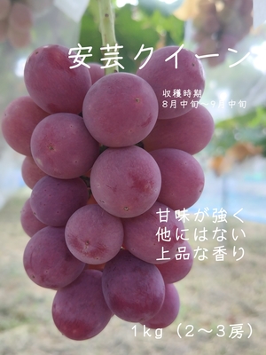安芸クイーン1kg