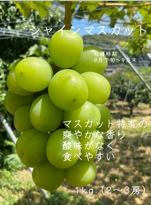 シャインマスカット1kg