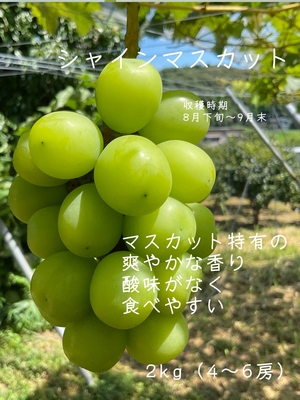 シャインマスカット2kg