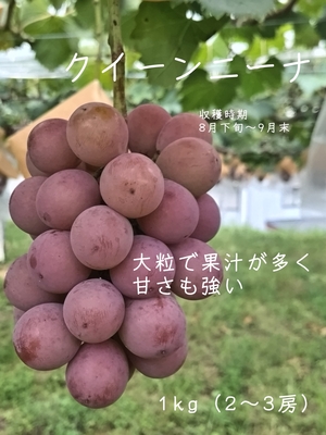 クイーンニーナ1kg