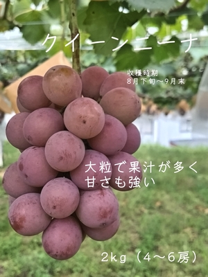 クイーンニーナ2kg