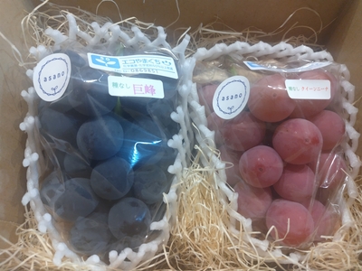 黒系、赤系ぶどうセット　1kg