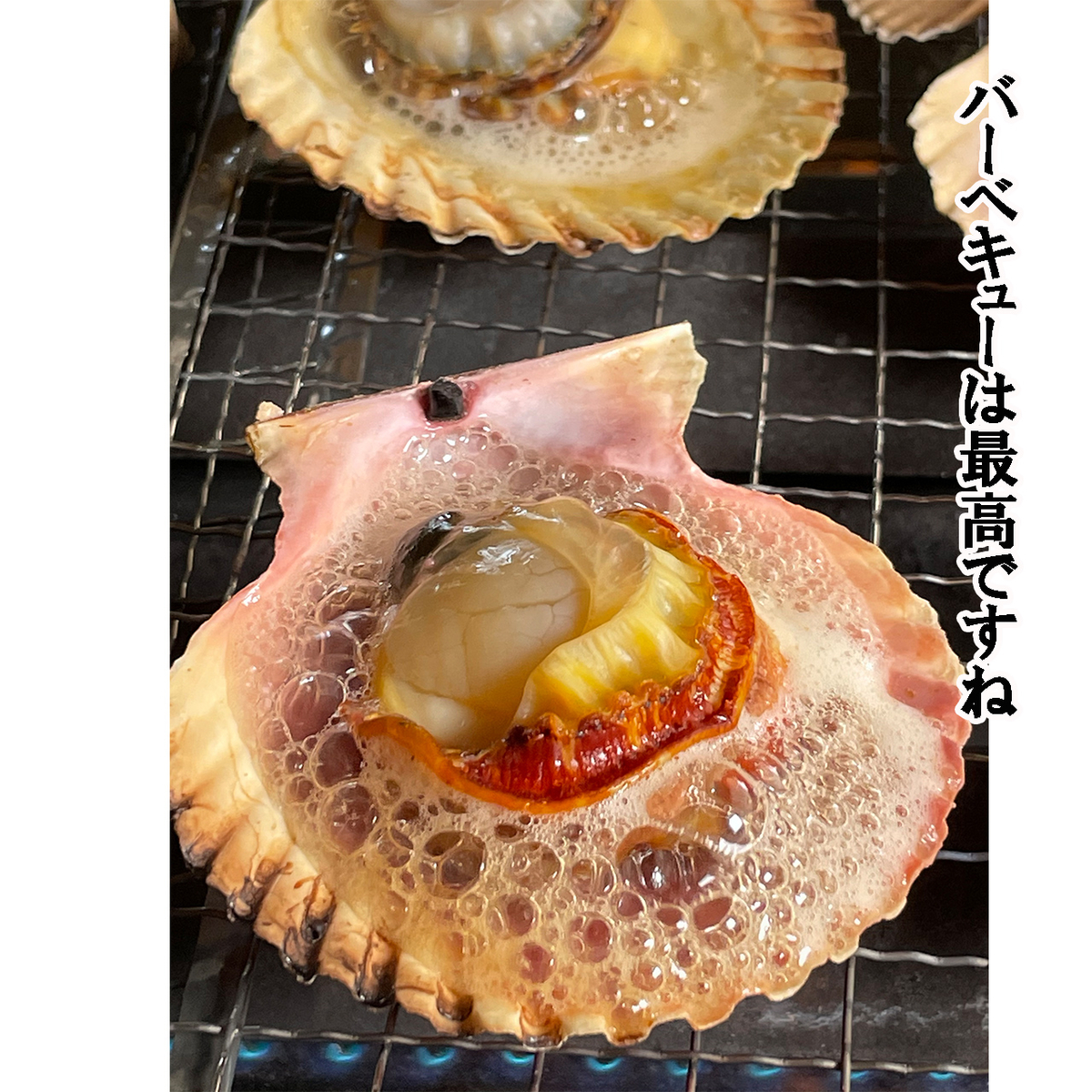 夏*ん様 ホラ貝 法螺貝の貝殻 天然のホラ貝 宮古島産のほら貝 未加工品