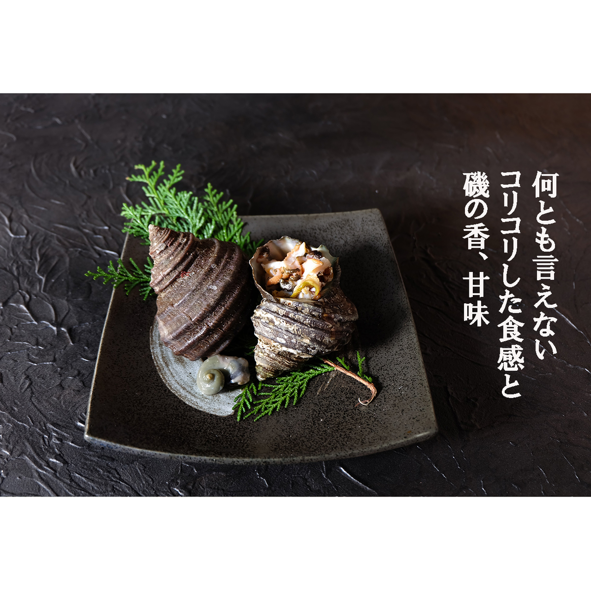 002カラフルひおうぎ貝とさざえセット | 海べの市