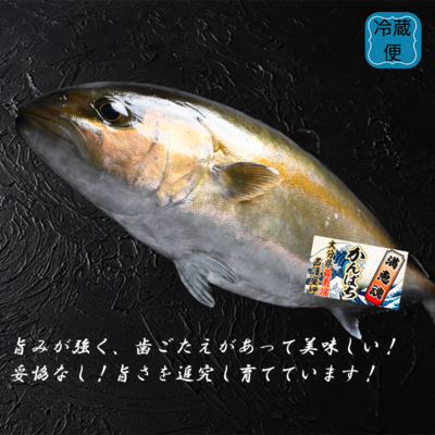 040豊後水道で育ったカンパチ！丸ごと１本