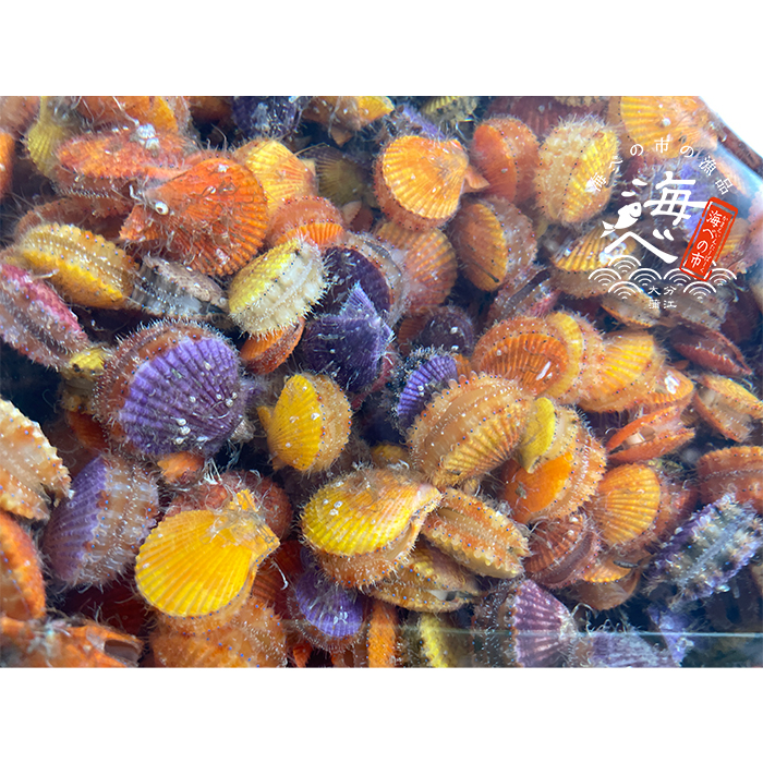 001カラフルひおうぎ貝セット | 海べの市