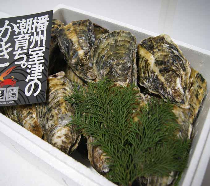 生食用】殻付かき 10kg ｜ 津田正水産 ｜ 公式オンラインショップ
