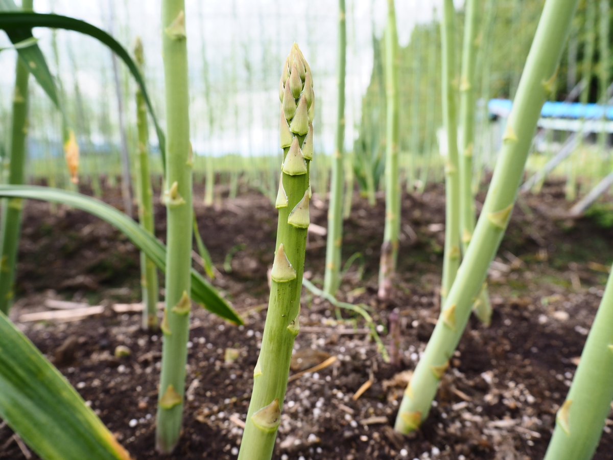 値段下げました。アスパラの2年物苗横90センチ、縦80メートル
