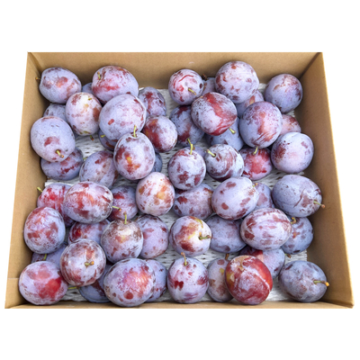 北信州産　生プルーン　4ｋｇ