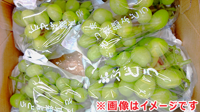 初採れシャインマスカット‼️2キロ 楽天市場】シャインマスカット 2房(1.1kg) 2房(1.2kg) 3房(1.6kg