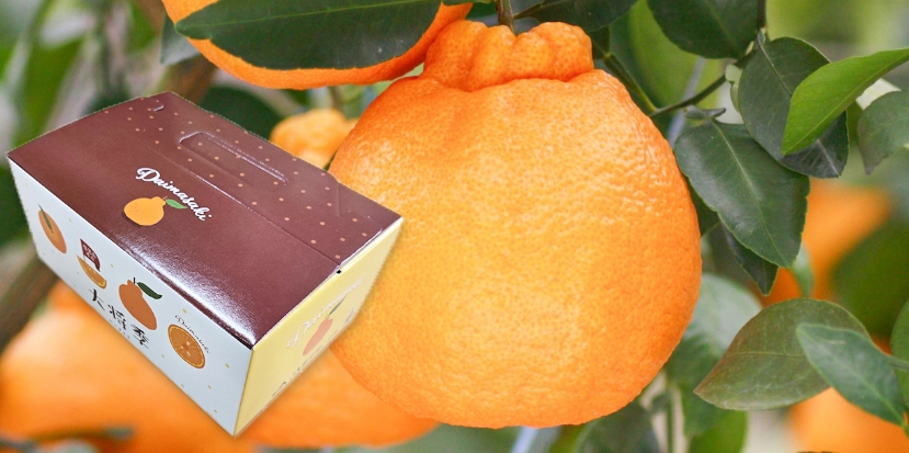 大将季ギフト箱