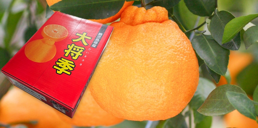 大将季ギフト箱