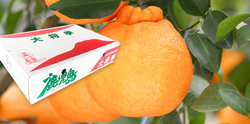 大将季ギフト箱