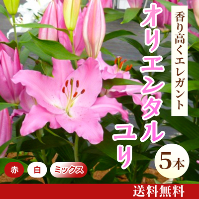 オリエンタルユリ5本 [A-005]