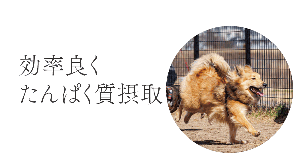 “たんぱく質摂取”