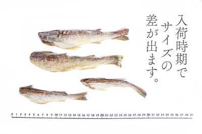 氷下魚 300g