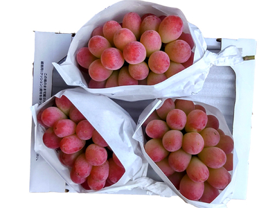 岡山産　クインニーナ　2ｋｇ（3～4房入）　ぶどう祭