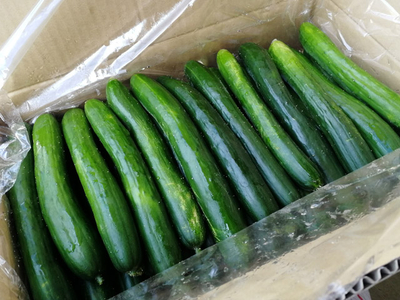 国産　胡瓜　きゅうり