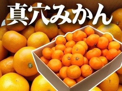 真穴みかん ご家庭用 小粒